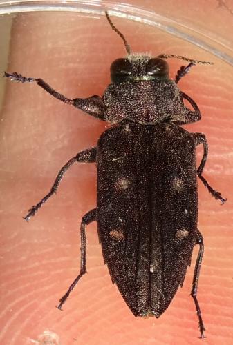 Réf. 359 611 : Chrysobothris affinis